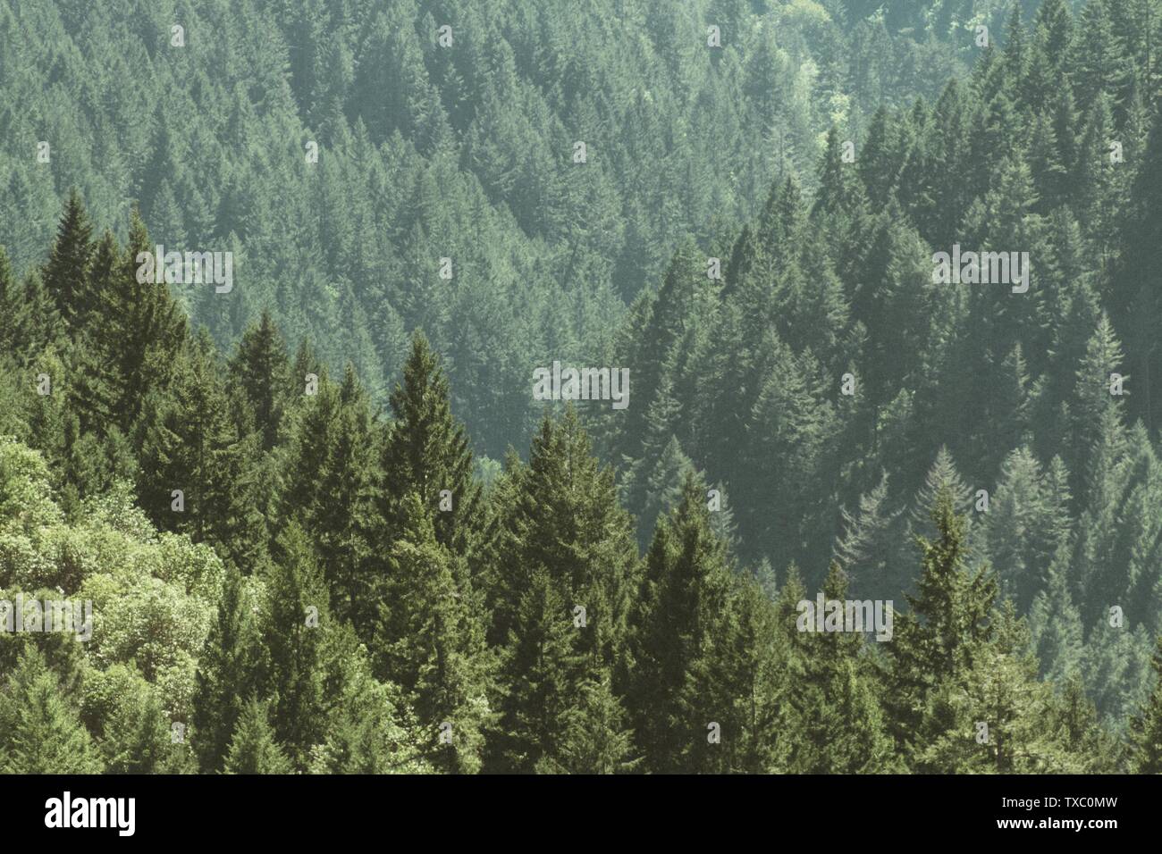 Aerial pine trees hi-res stock photography and images - Alamy