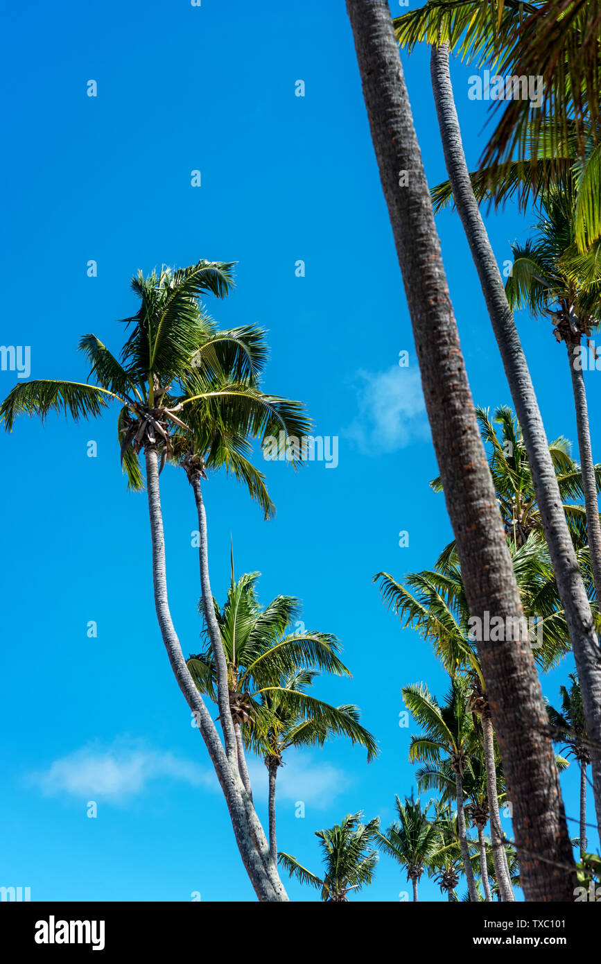 Palm trees lean under blue sky in Fiji, South Pacific Stock Photo Alamy