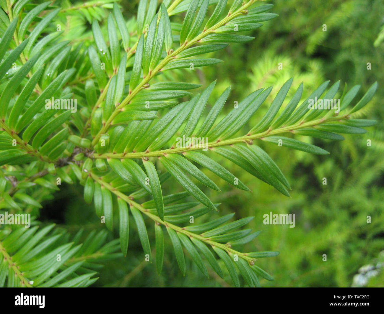 Prumnopitys hi-res stock photography and images - Alamy