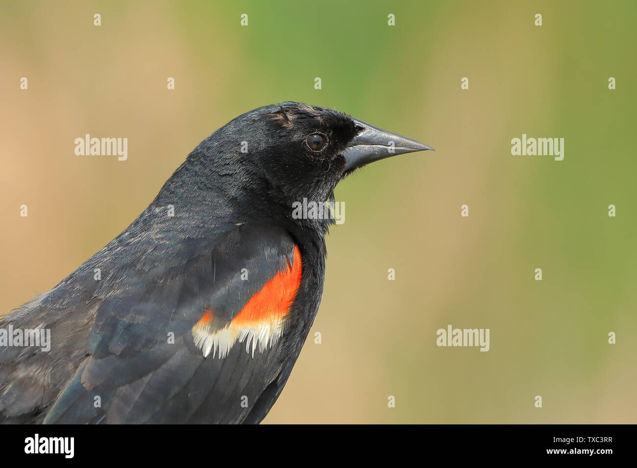 Red winged blackbird profile close up Stock Photo - Alamy