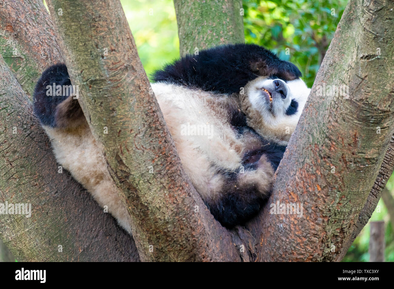 A lazy giant panda lying down Stock Photo - Alamy
