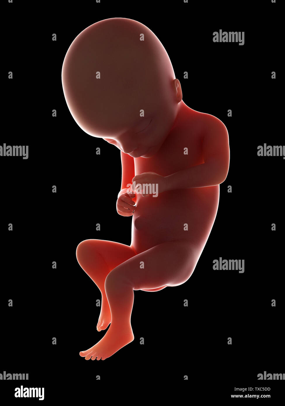 3d rendered medically accurate illustration of a fetus - week 17 Stock ...