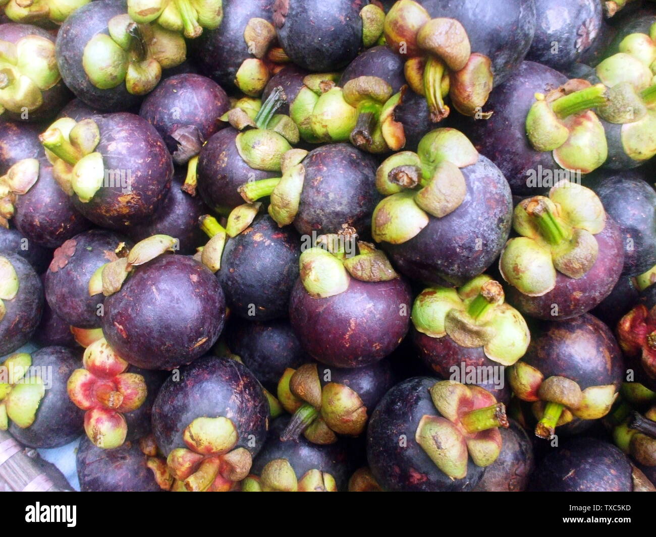 Tiaº Ng Via T Maƒng Ca T A Ae A C Tra Ng Nhia U Taº I Via T Nam 17 May 10 Own Work Ba I Tha Y A A O Nguyaªn Stock Photo Alamy Tiaº Ng Via T Maƒng Ca T A Ae A C Tra Ng Nhia U Taº I Via T Nam 17 May 10 Own Work Ba I Tha Y A A O Nguyaªn Stock Photo Alamy