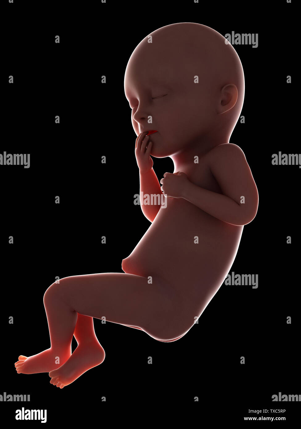 Women Anatomy High Resolution Stock Photography And Images Page 17 Alamy