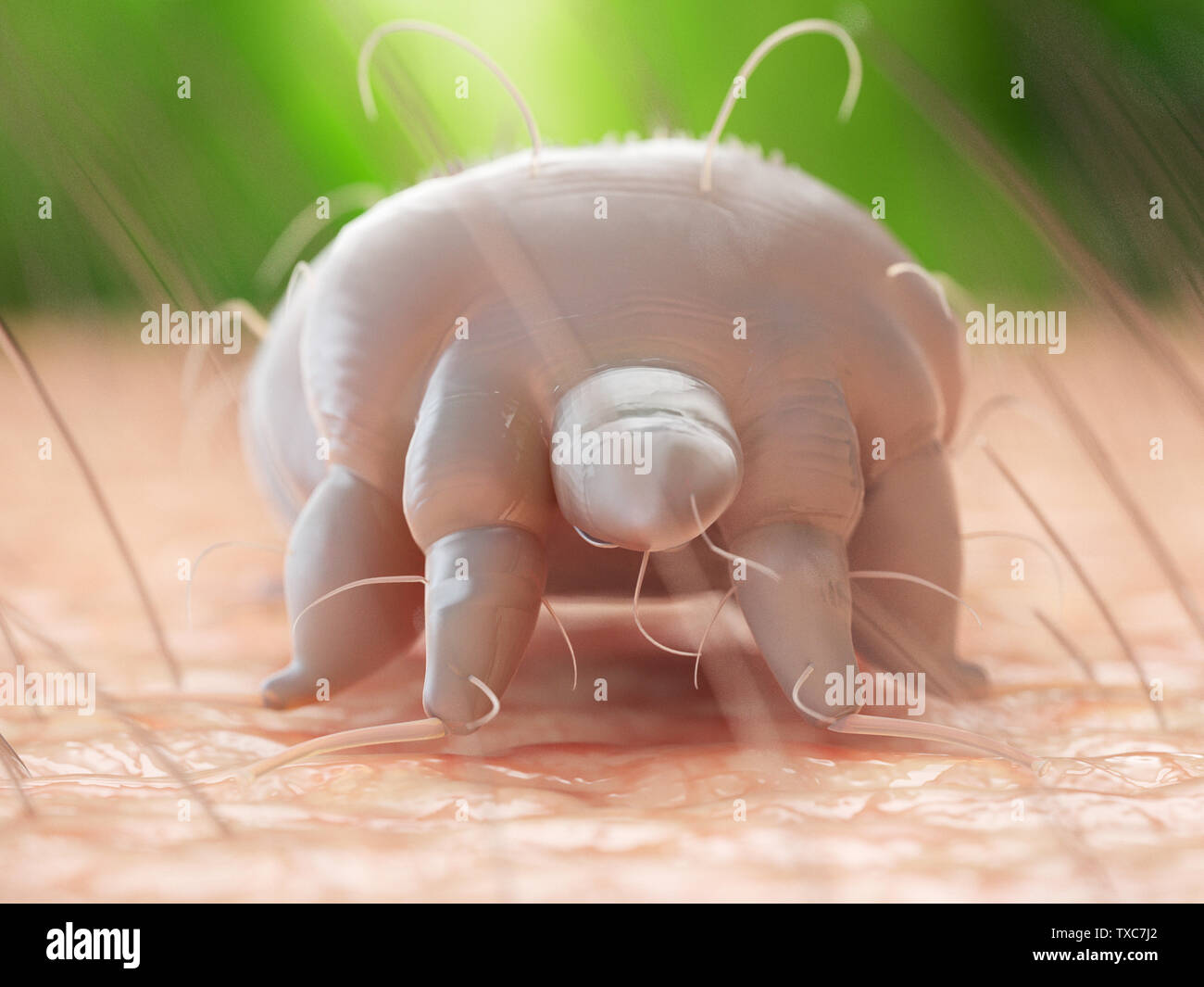 3d rendered medically accurate illustration of a scabies mite on human skin Stock Photo