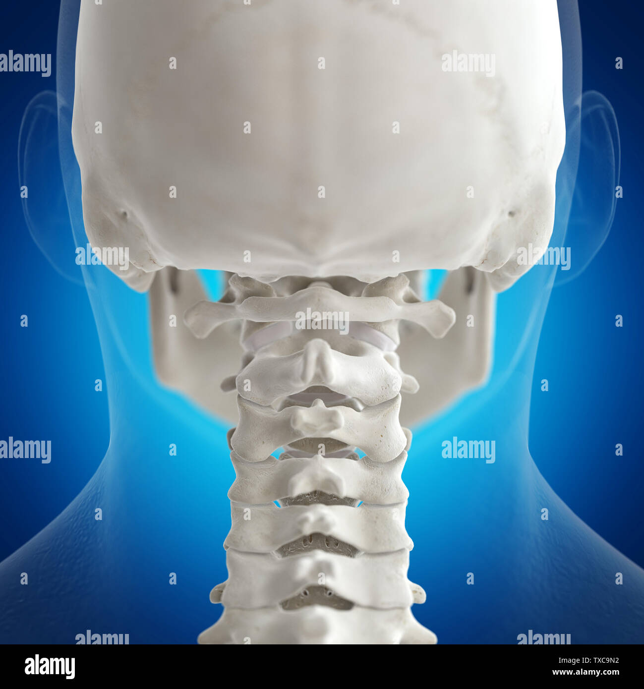 3d rendered medically accurate illustration of the atlas bone Stock ...