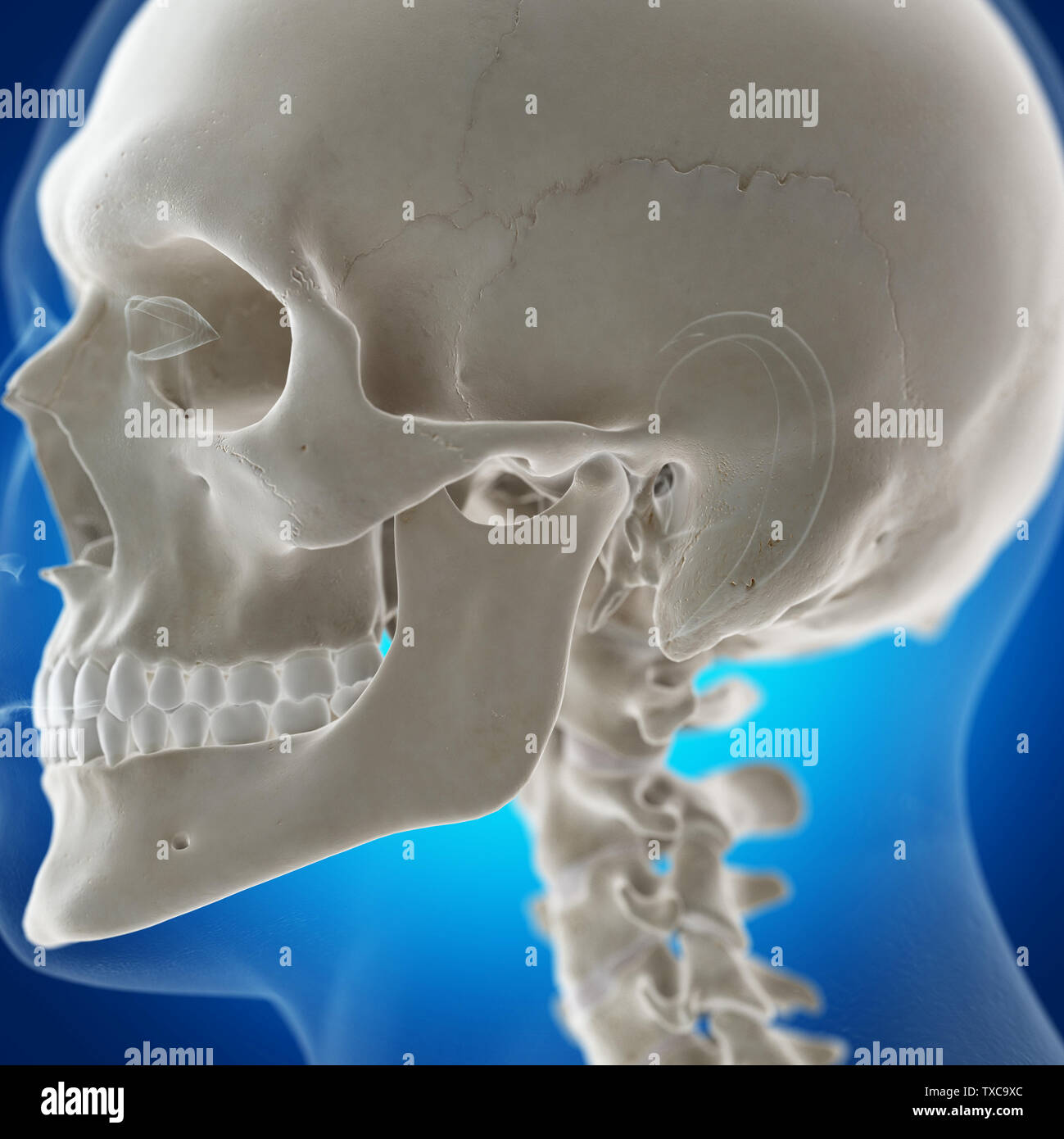 3d rendered medically accurate illustration of the temporomandibular joint Stock Photo