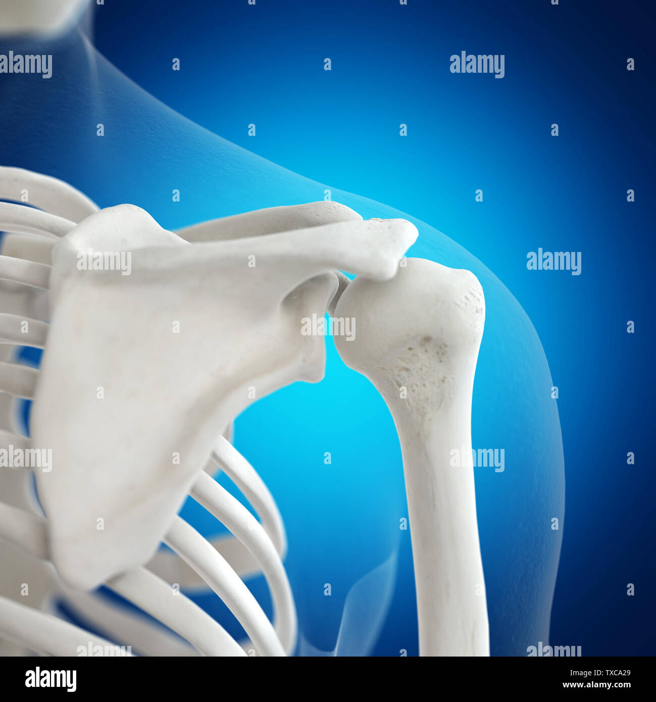 3d rendered medically accurate illustration of the skeletal shoulder Stock Photo