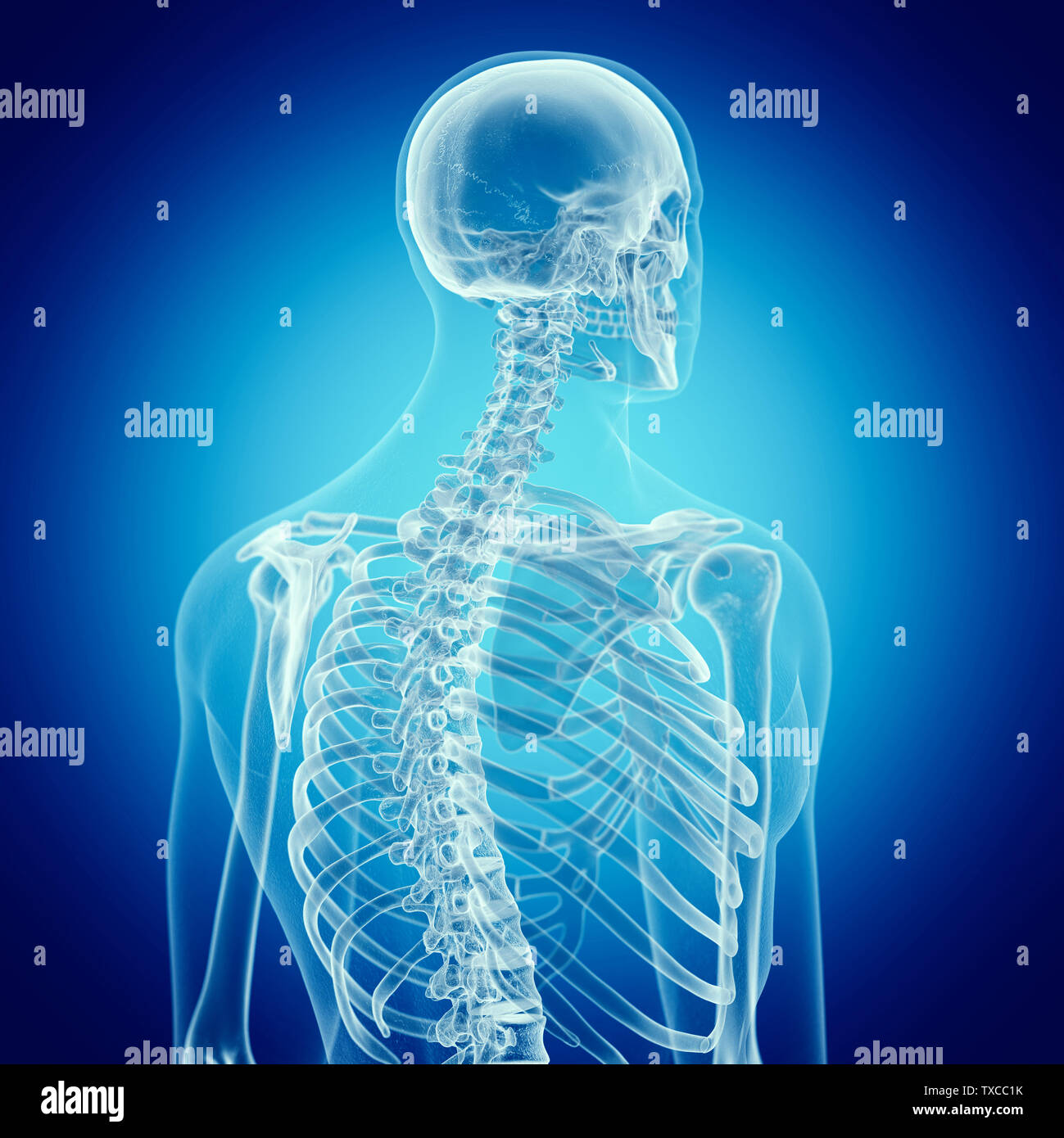 3d rendered medically accurate illustration of the back Stock Photo - Alamy