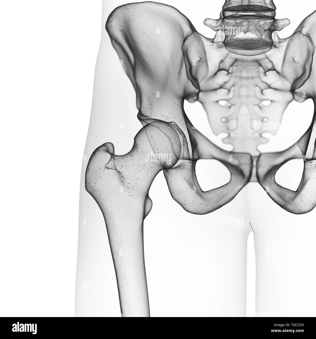 3d rendered medically accurate illustration of the hip joint Stock