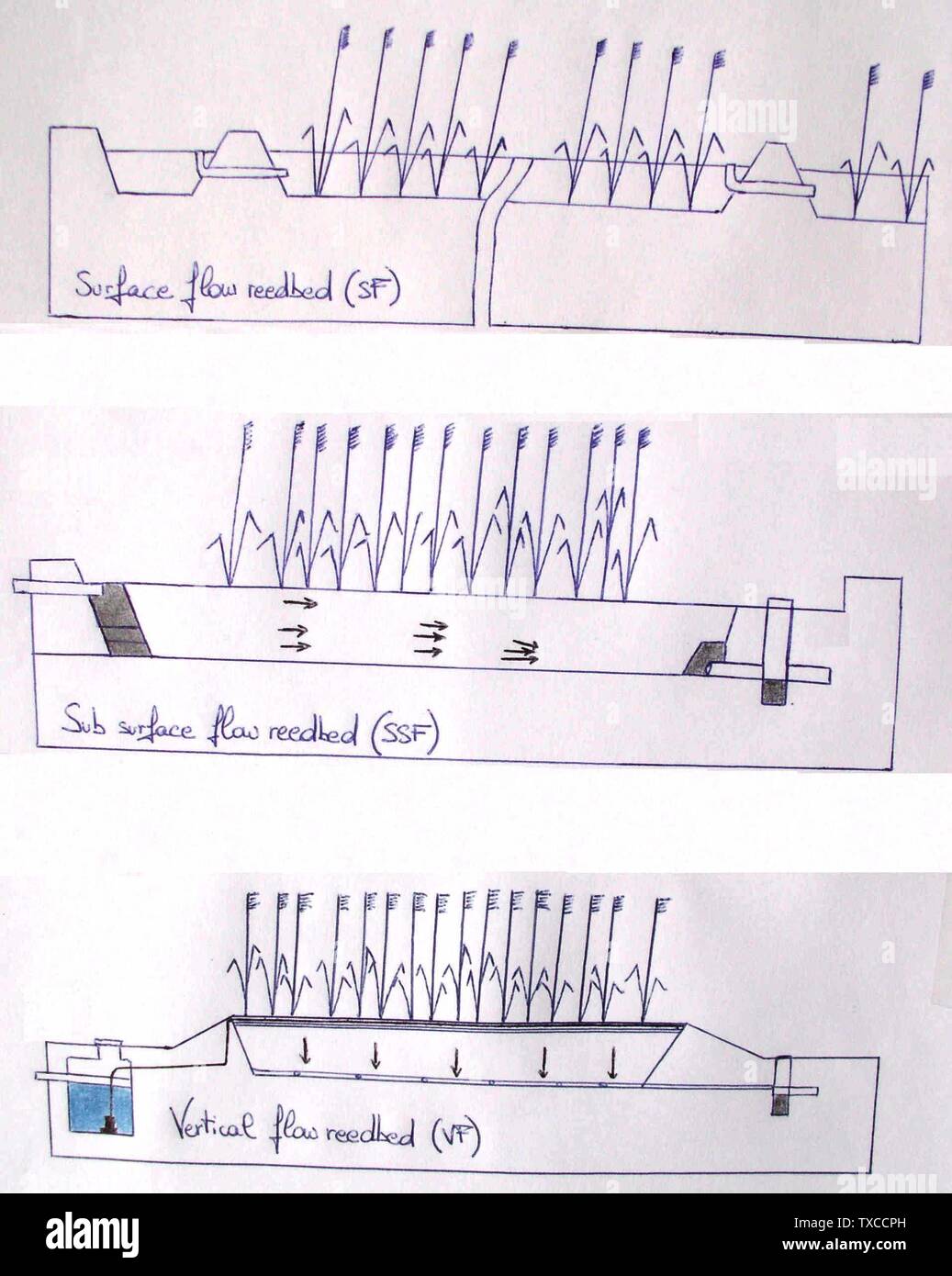 A hand drawn picture of the 3 types of reedbed setups used in treatment ponds and constructed wetlands. It was based on the pictures by Certipro (see: http://www.certipro.be/docs/Certificering%20van%20plantenwaterzuiveringssystemen.pdf); 7 April 2008 (Uploaded on Commons at 2011-12-06 14:46:56 (UTC)/Originally uploaded at 2011-12-06 14:46:05); self-made (Originally uploaded on en.pedia); KVDP (talk) (Transferred by Clarkcj12/Originally uploaded by Clarkcj12); Stock Photo