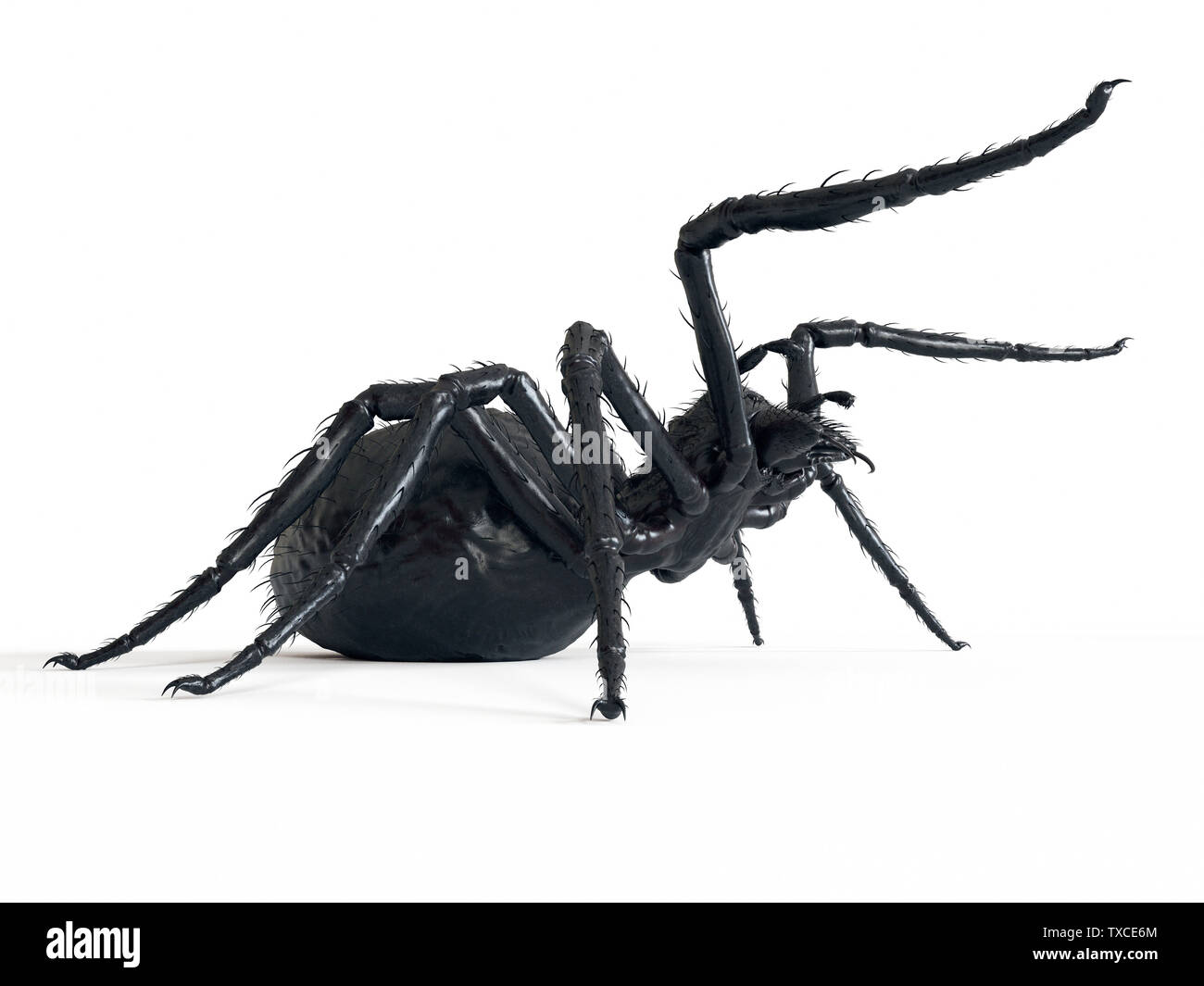 3d rendered illustration of a giant spider Stock Photo Alamy