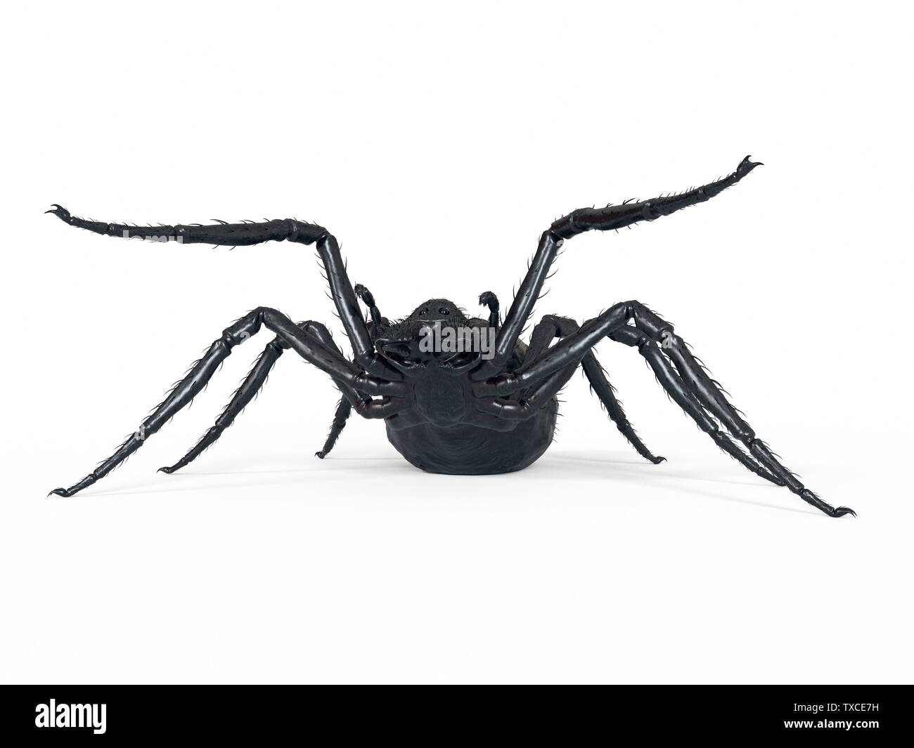 3d rendered illustration of a giant spider Stock Photo Alamy
