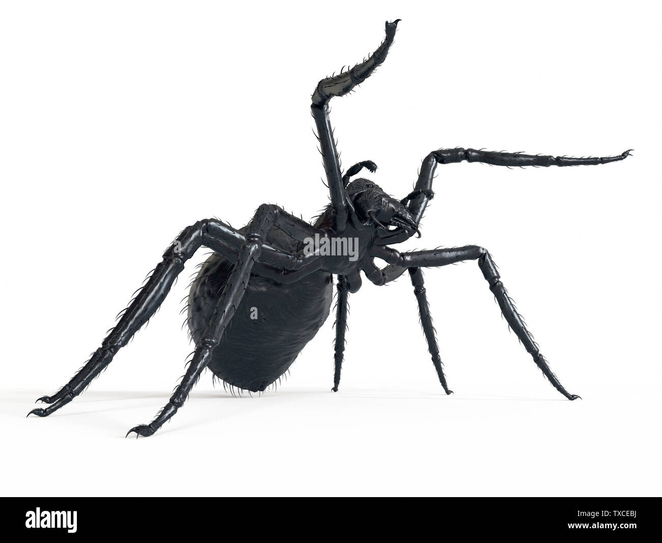 3d rendered illustration of a giant spider Stock Photo Alamy