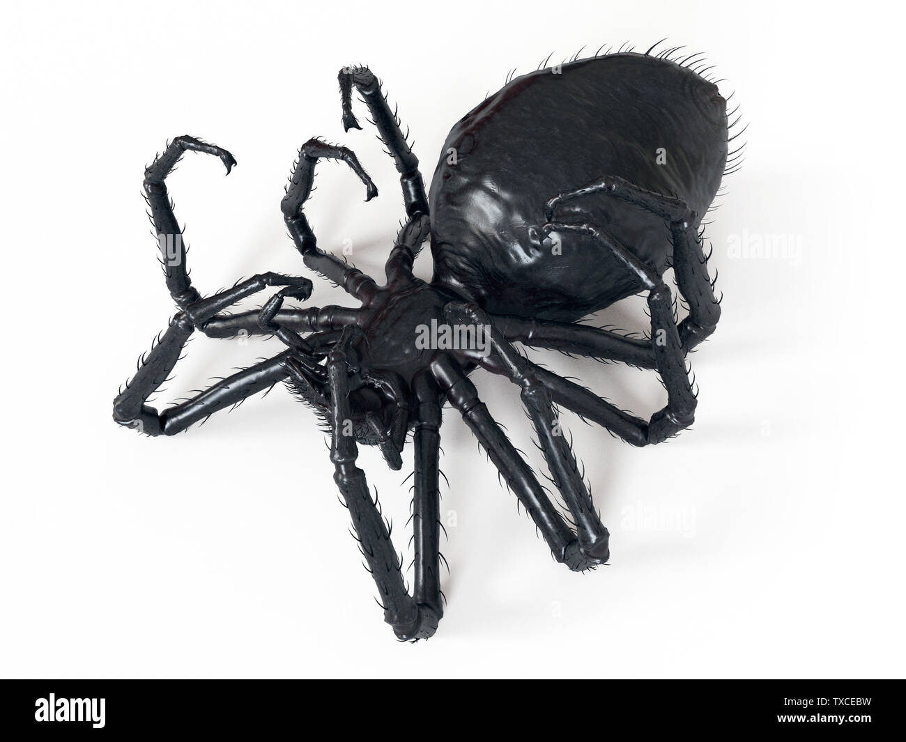 3d rendered illustration of a giant spider Stock Photo Alamy