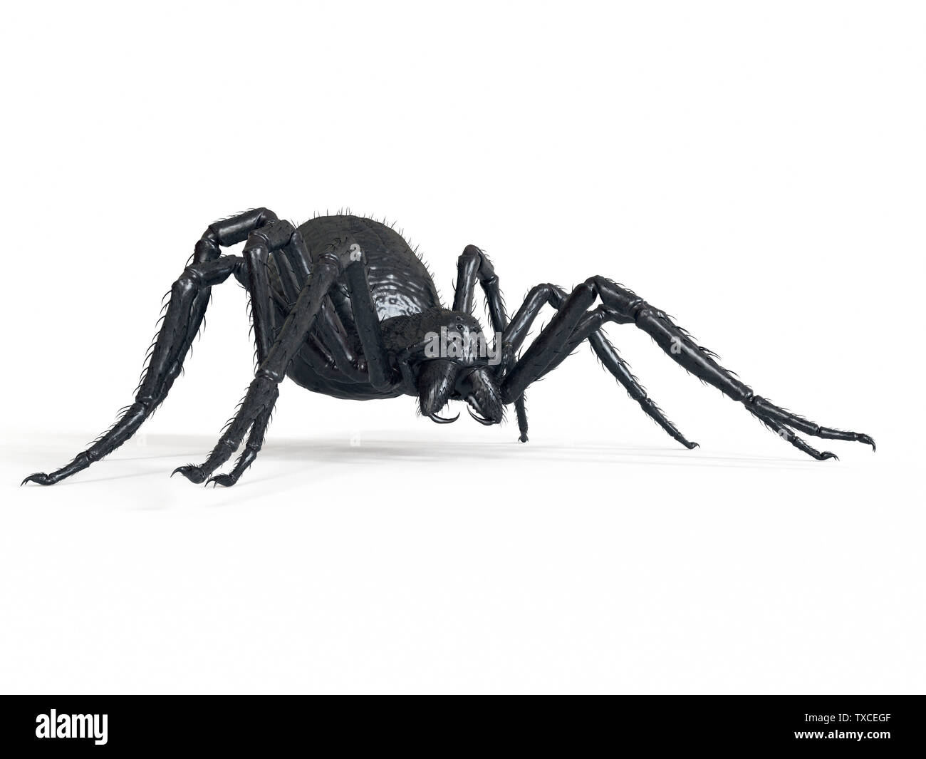 3d rendered illustration of a giant spider Stock Photo Alamy