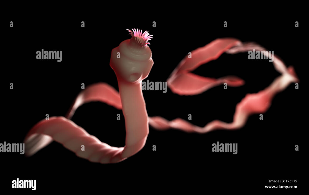 3d rendered medically accurate illustration of a tape worm Stock Photo