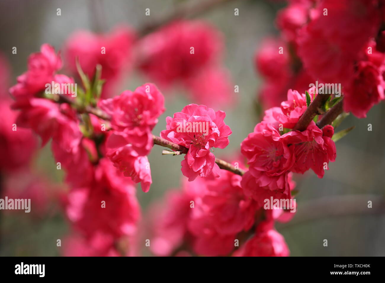 Blooming peach blossoms Stock Photo Alamy