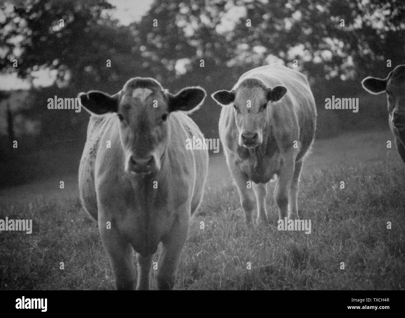 The pastoral scenery Black and White Stock Photos & Images - Alamy