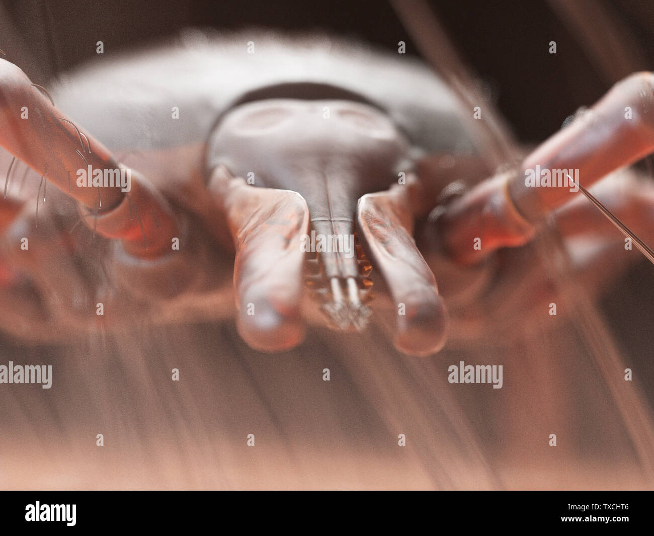 3d rendered illustration of a tick crawling on human skin Stock Photo