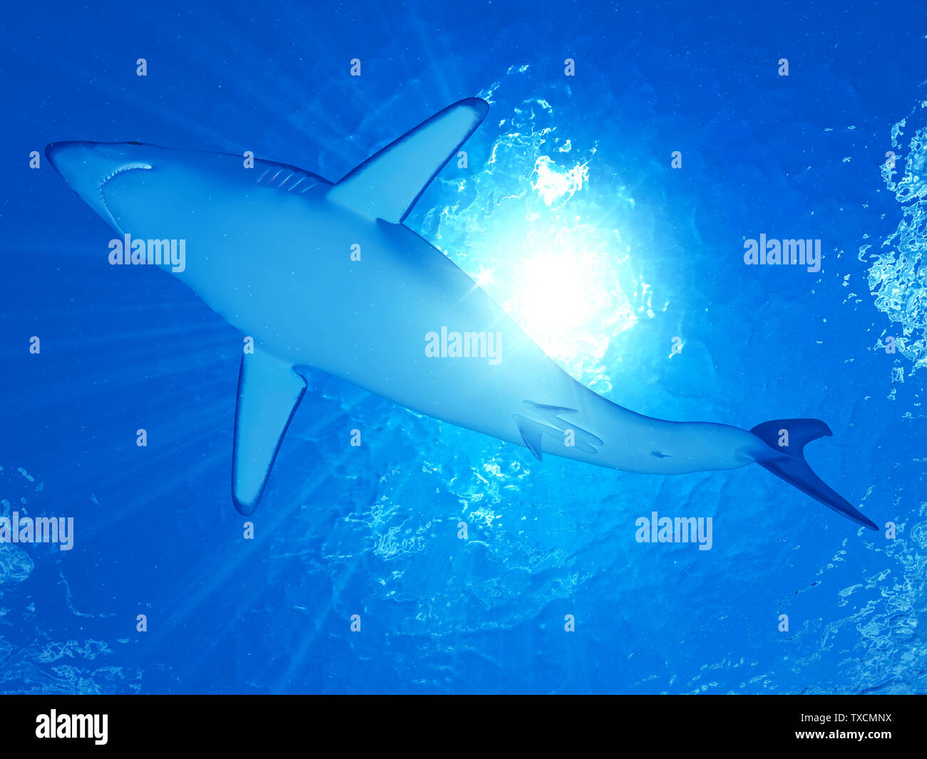 Mako shark teeth hi-res stock photography and images - Alamy