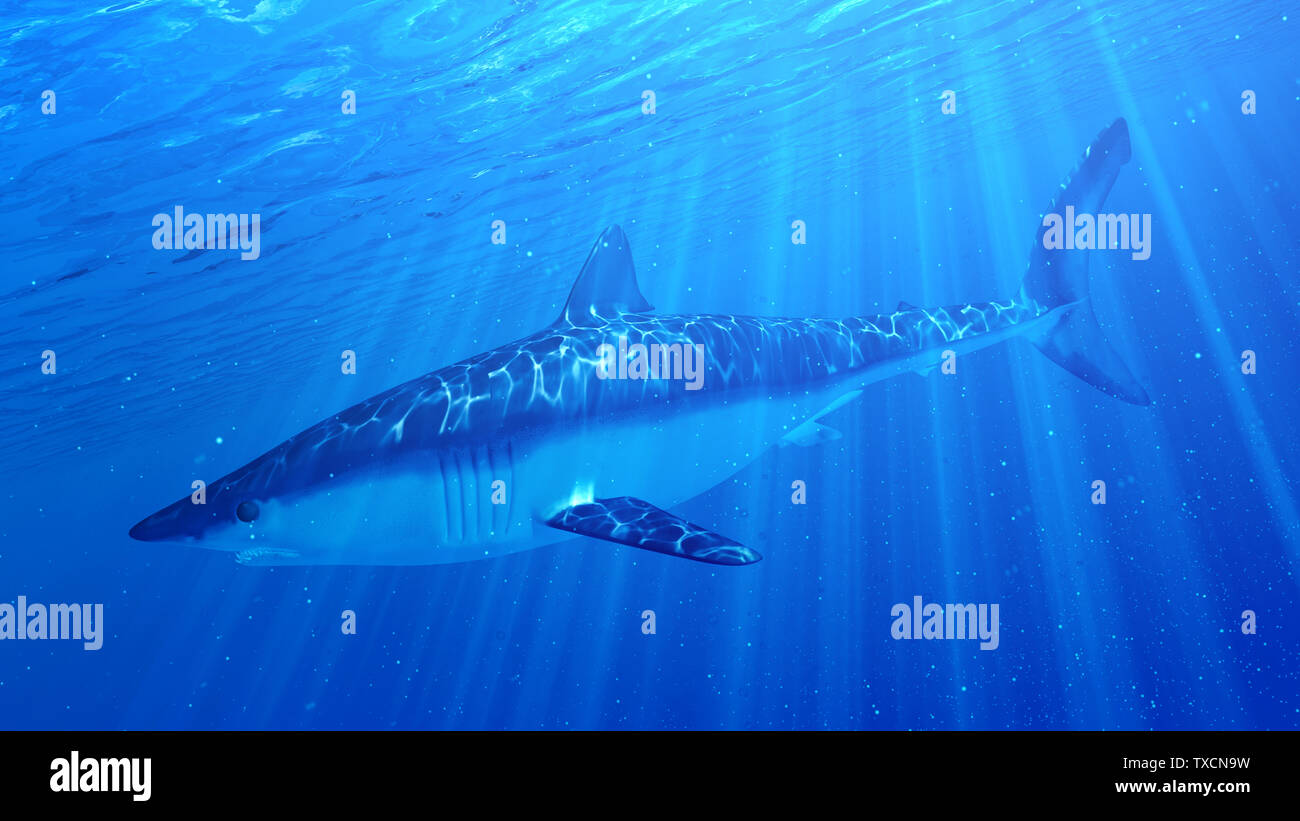 3d rendered illustration of a mako shark Stock Photo