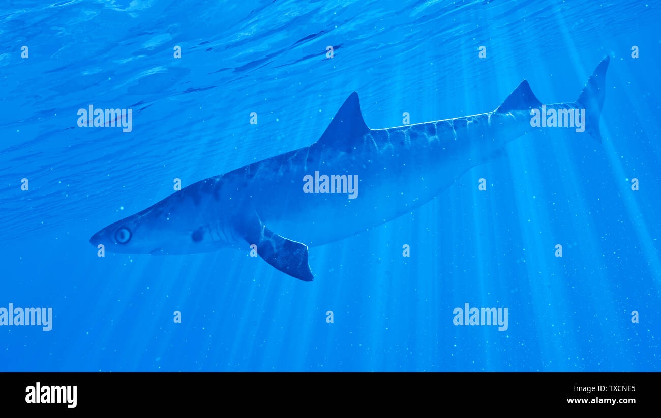 3d rendered illustration of a shark Stock Photo