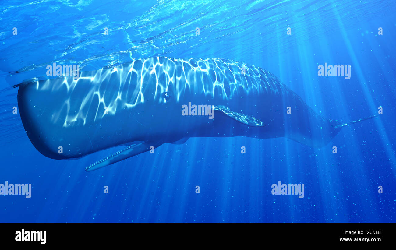 3d rendered illustration of a sperm whale Stock Photo