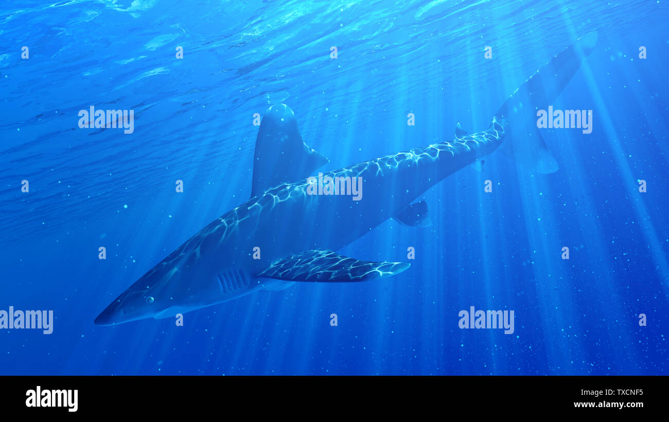 3d rendered illustration of a whitetip shark Stock Photo