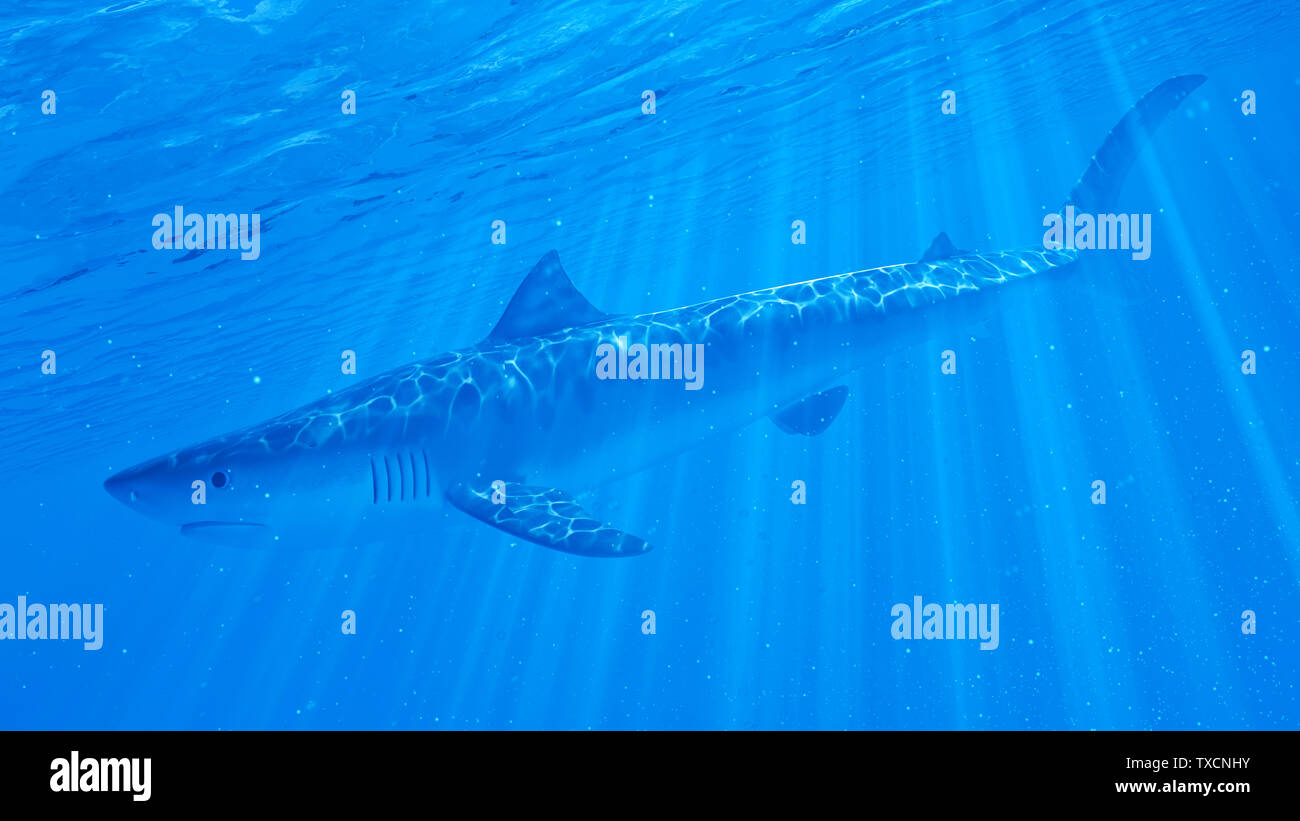 3d rendered illustration of a tiger shark Stock Photo