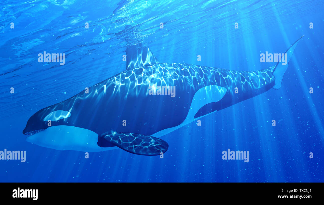 3d rendered illustration of an orca Stock Photo