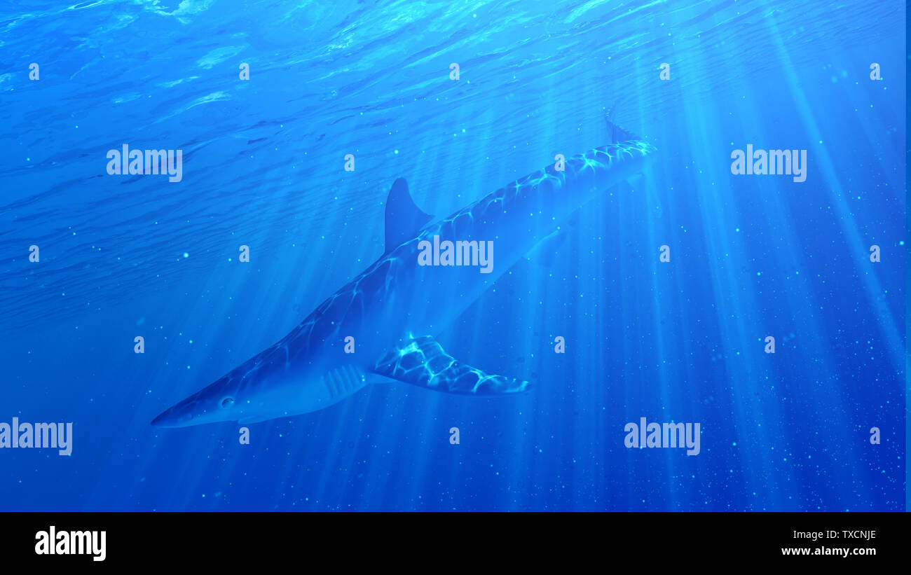 3d rendered illustration of a blue shark Stock Photo
