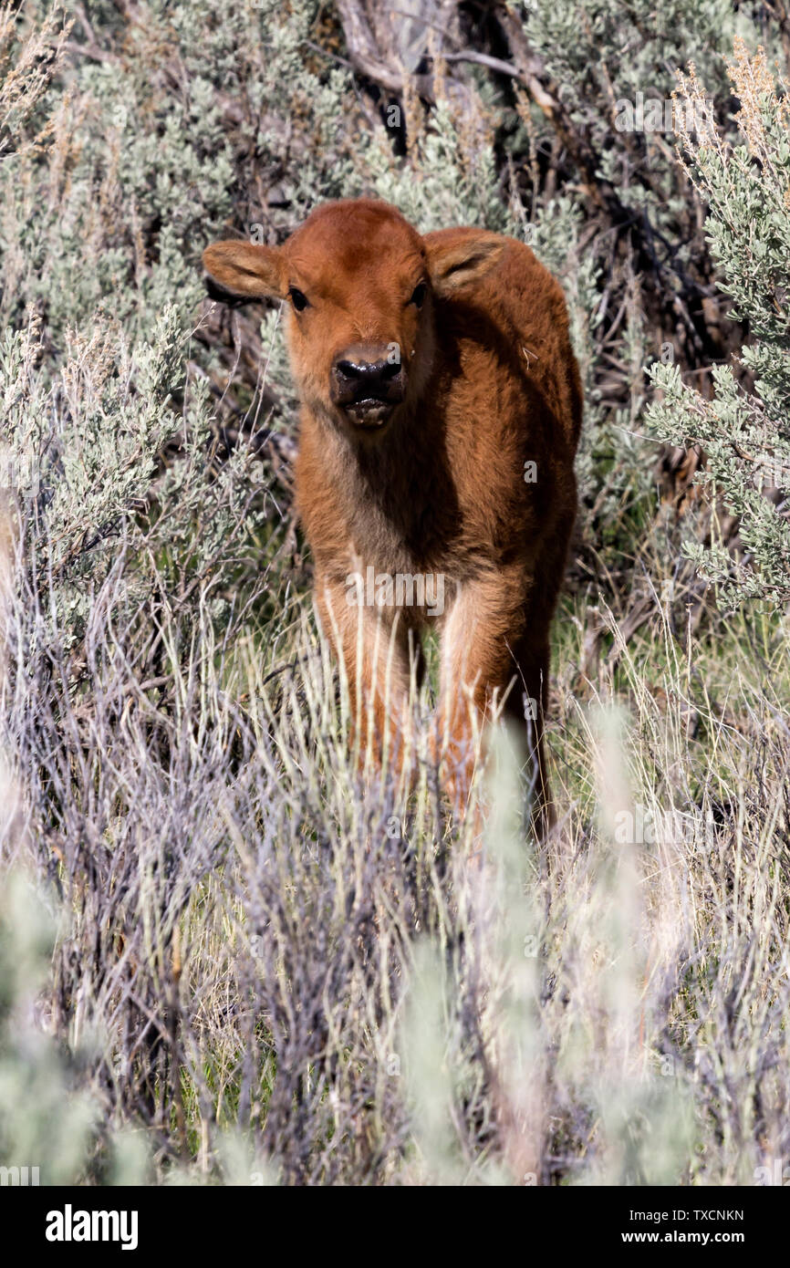 Bison calf (Bison bison) in the sagebrush at Mammoth Hot Springs in Yellowstone National Park. Stock Photo