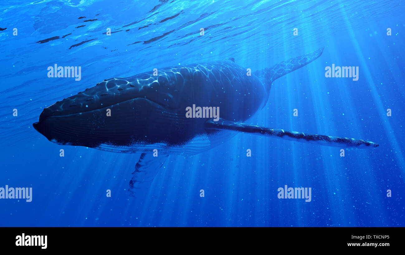 3d rendered illustration of a humpback whale Stock Photo