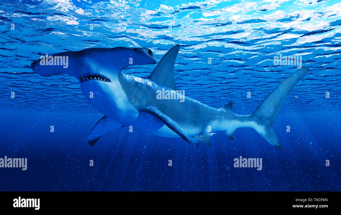 3d rendered illustration of a hammerhead shark Stock Photo