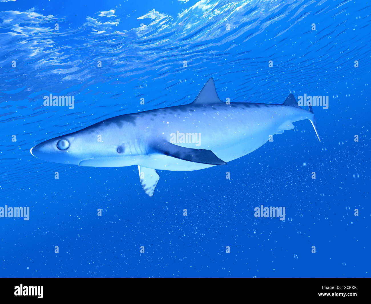 3d rendered illustration of a shark Stock Photo