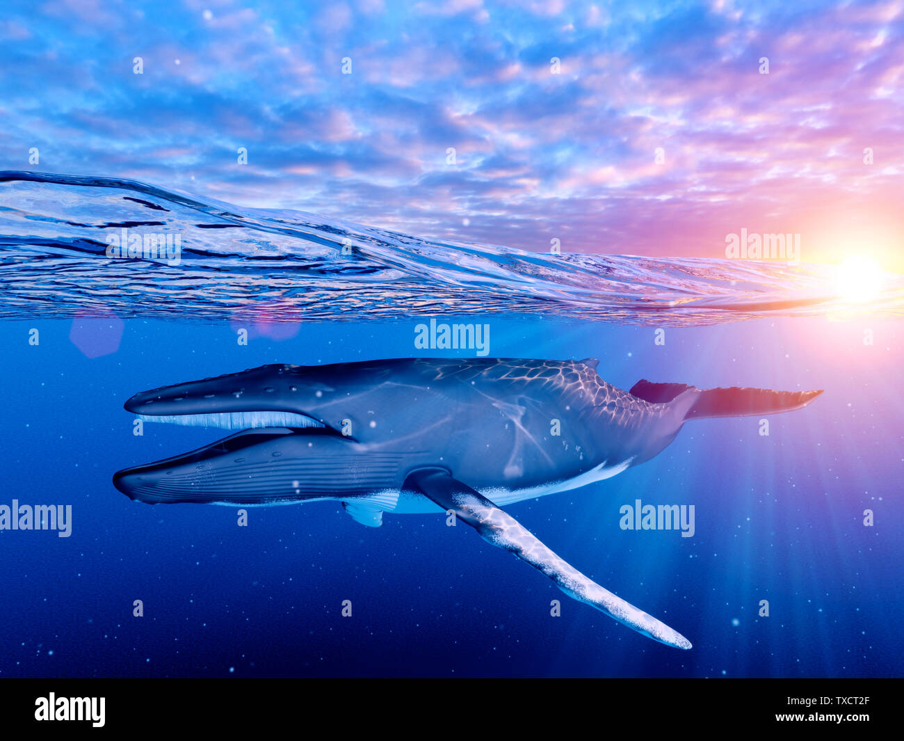 3d rendered illustration of a humpback whale Stock Photo