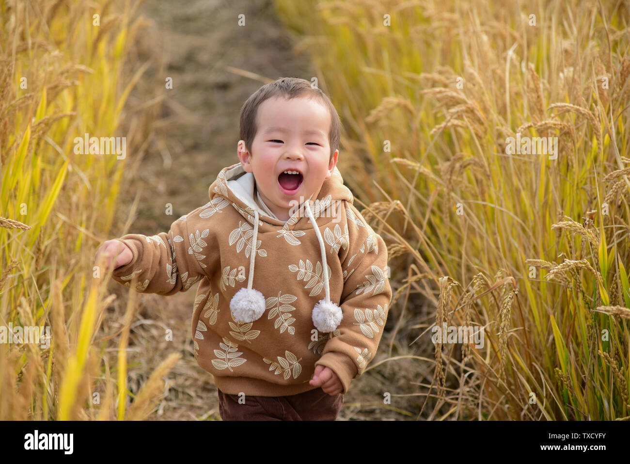 Happy little boy in the wheat field Stock Photo - Alamy