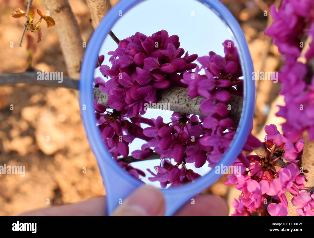 Flowers in the mirror Stock Photo Alamy