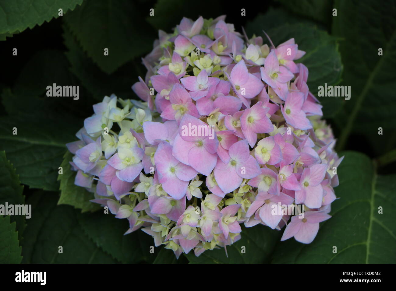 Hydrangeas, also known as eight immortals, purple sun flowers, seven
