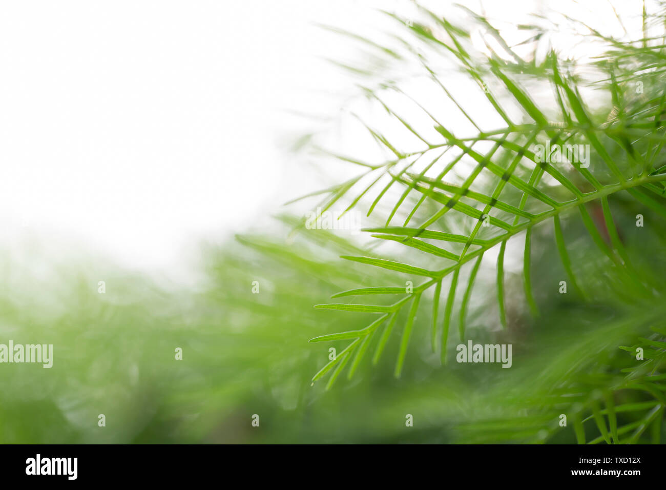 Summer green leaves background Stock Photo Alamy