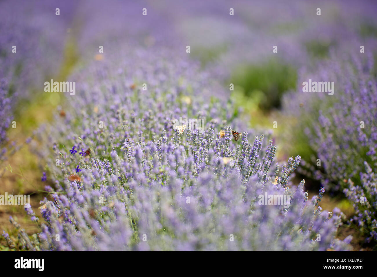 Compressed landscape of lavender fields in bloom Stock Photo - Alamy