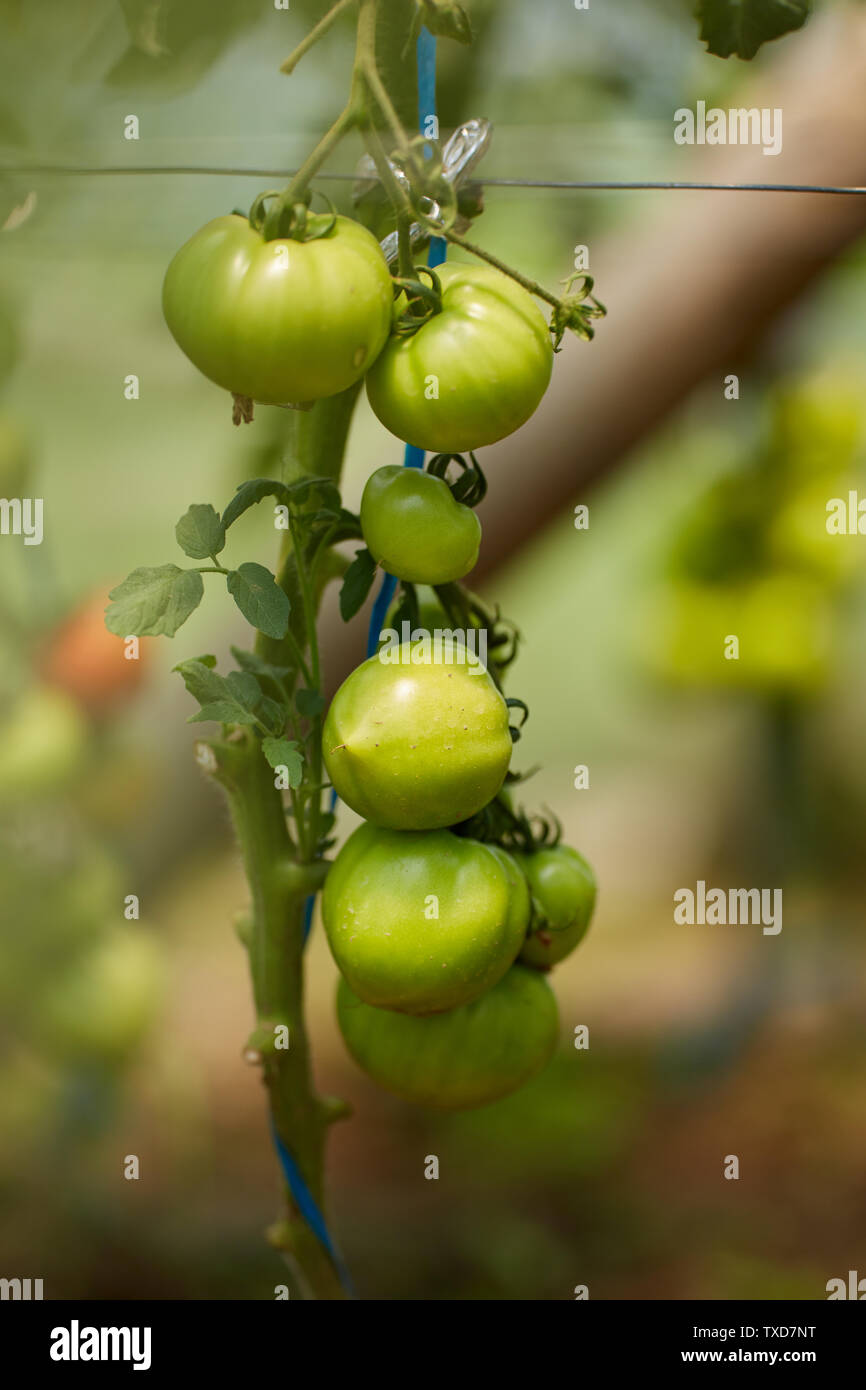 Homegrown ripening tomatoes on vines in a greenhouse garden Stock Photo ...
