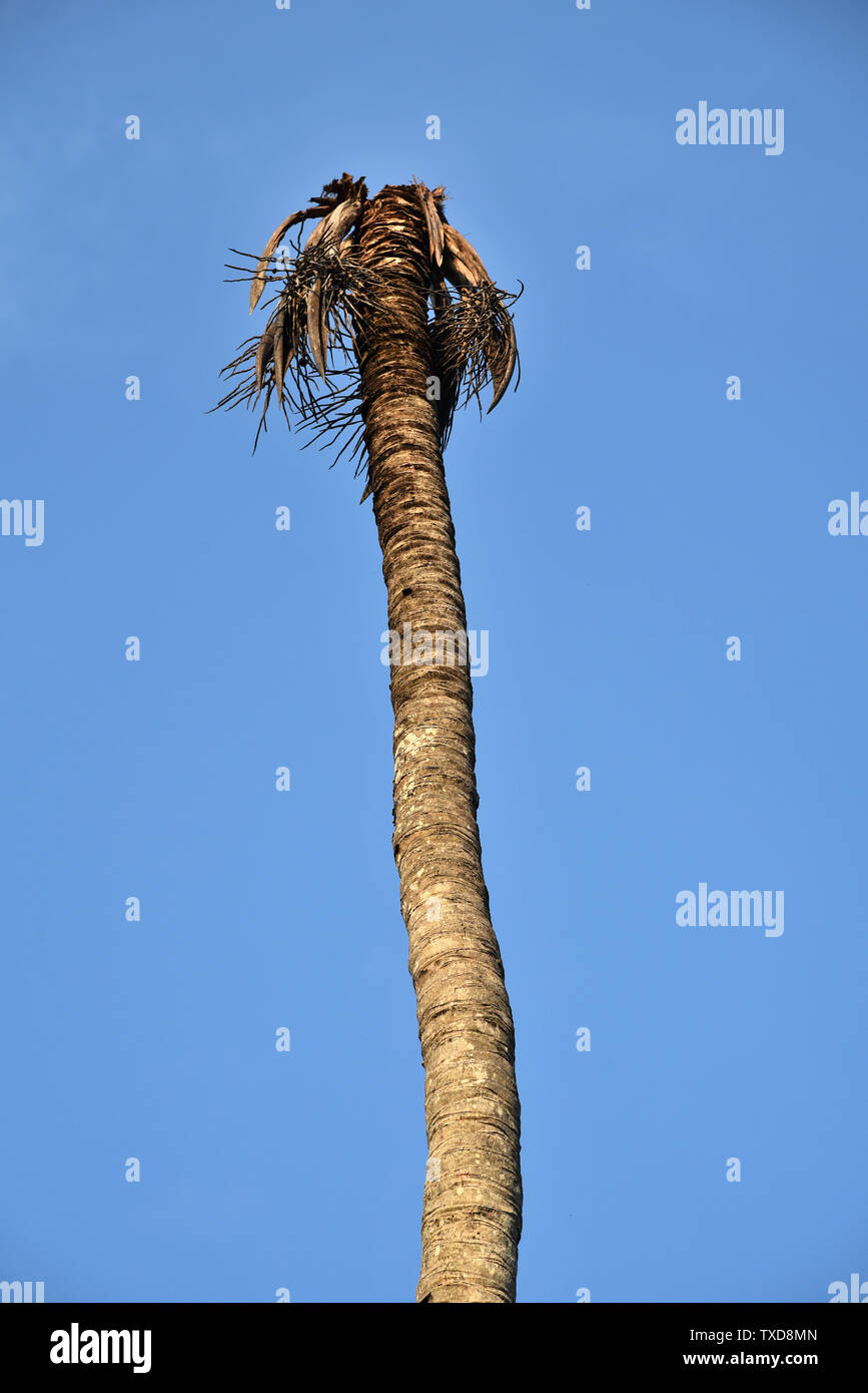 Coconut tree without leaves hires stock photography and images Alamy
