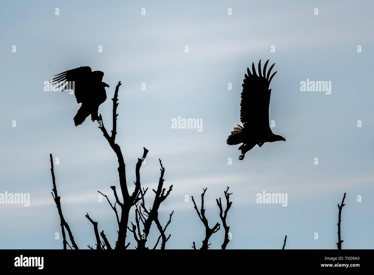 A couple of white tail eagles silhouettes in the wilderness of the Danube delta- Romania Stock Photo