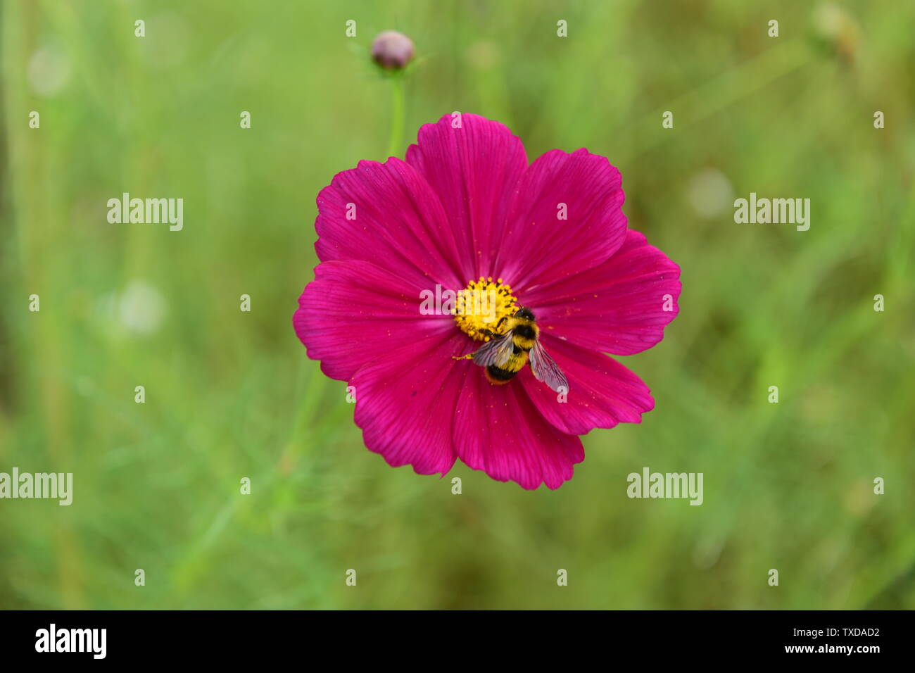 gooseberry Stock Photo Alamy