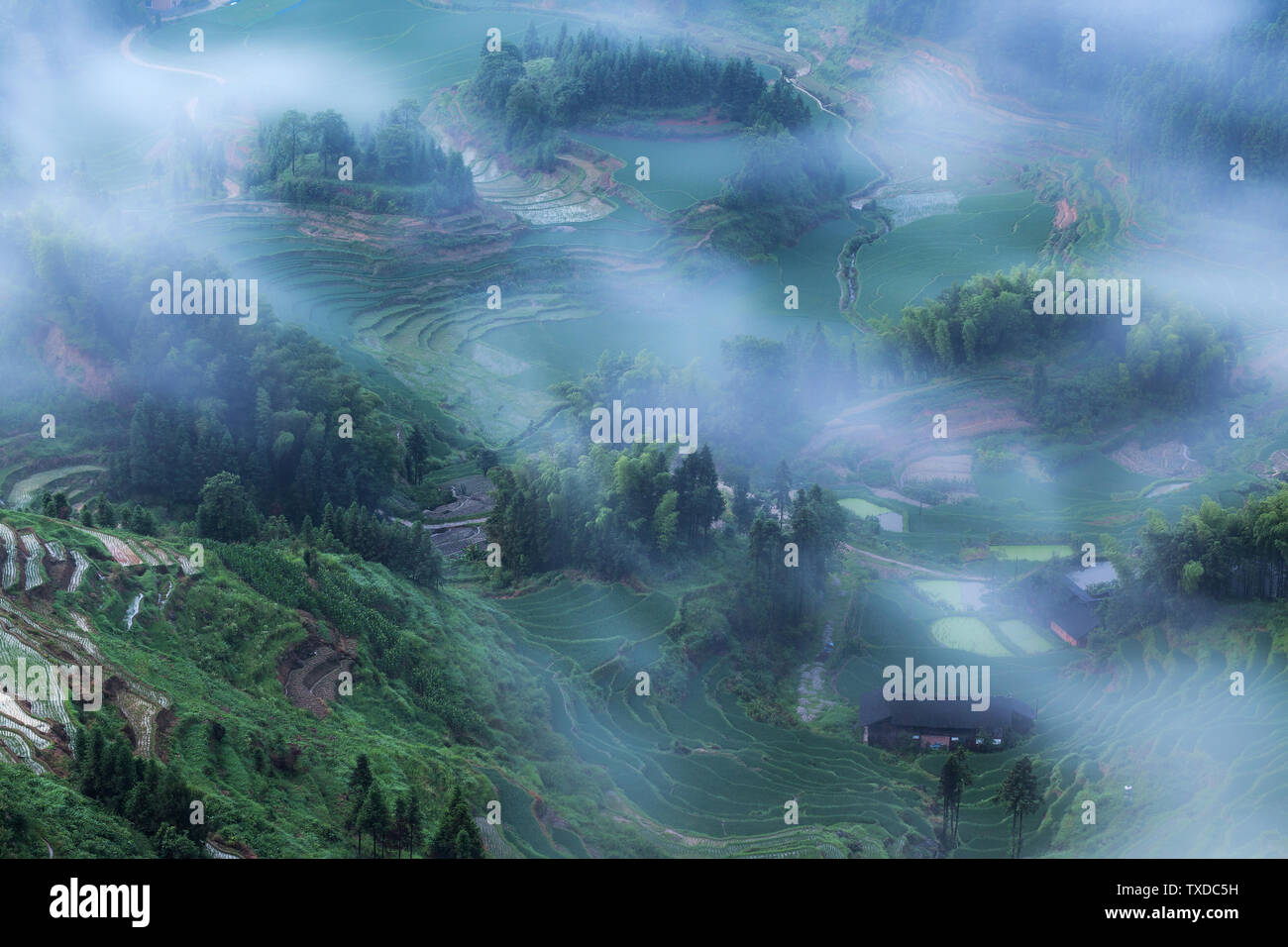 The picture was taken in the purple magpie world of Xinhua, Hunan Province. Stock Photo