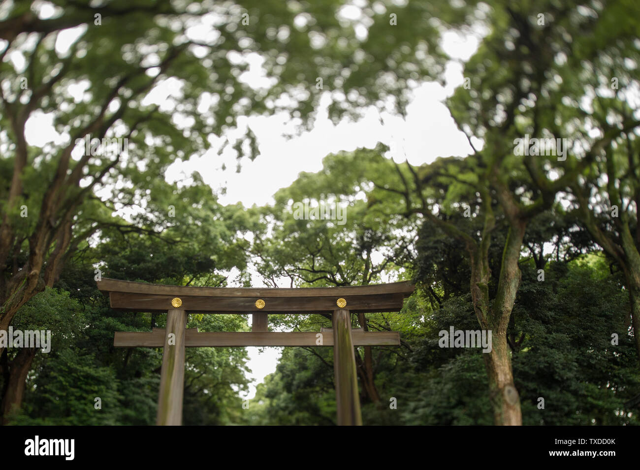 The Torii at the entrance to Meiji Shrine in Tokyo, Japan. Stock Photo