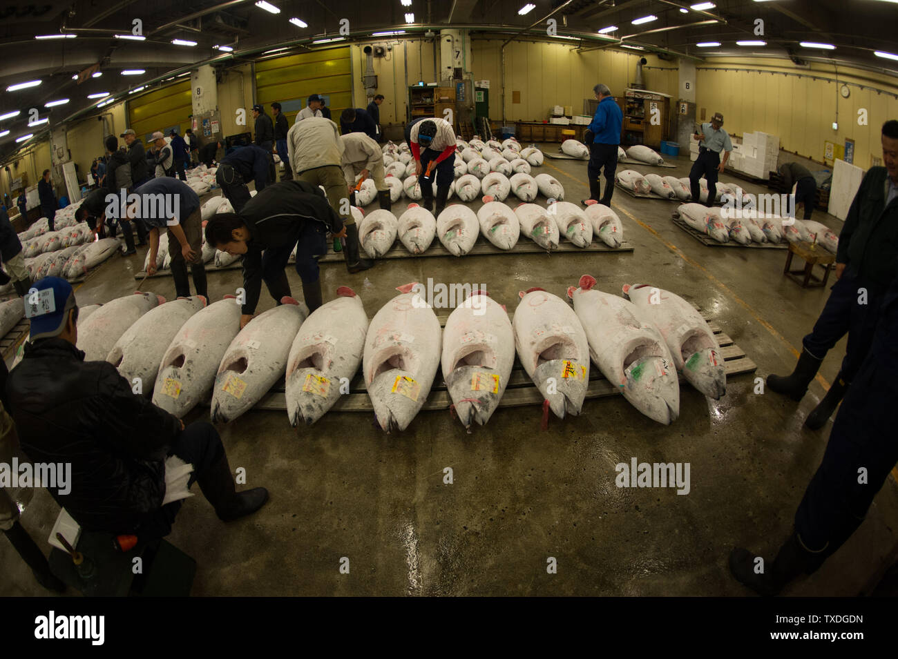The famous early morning tuna auctions at Tsukiji Market in Tokyo, Japan are exciting and fast paced to watch! Stock Photo