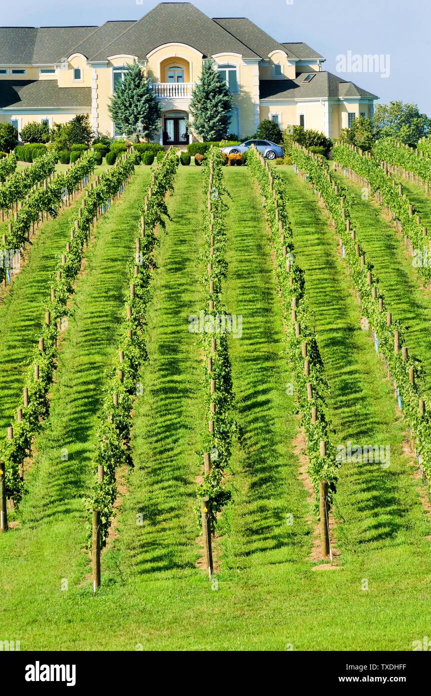 Vineyard and winery, Virginia, USA Stock Photo Alamy